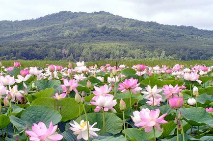 Lotus Lake în regiunea Volgograd 1