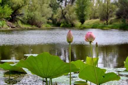 Lake lotus Volgograd régióban 1