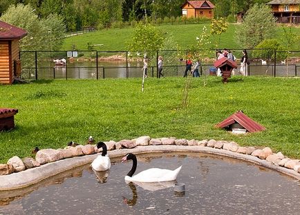 Park „verebek” madarak a Kaluga régióban, Moszkva közelében