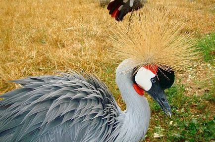 Park „verebek” madarak a Kaluga régióban, Moszkva közelében
