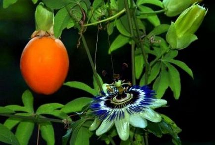 Descriere albastră a Passiflora, caracteristici ale îngrijirii și cultivării plantelor