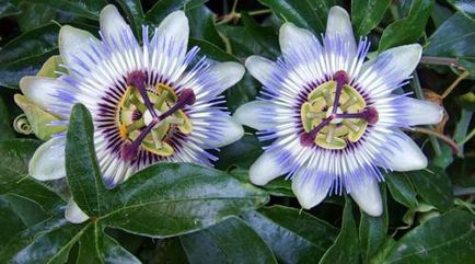 Descriere albastră a Passiflora, caracteristici ale îngrijirii și cultivării plantelor