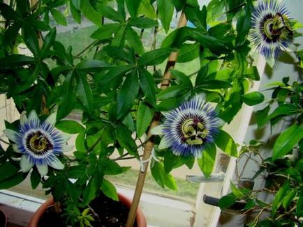 Пассифлора блакитна опис, особливості догляду та вирощування рослини