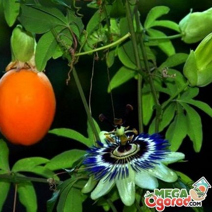 Passiflora albastru descriere, soiuri și particularități de creștere la domiciliu