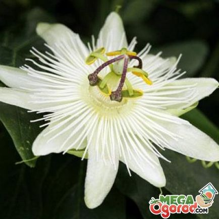 Passiflora albastru descriere, soiuri și particularități de creștere la domiciliu