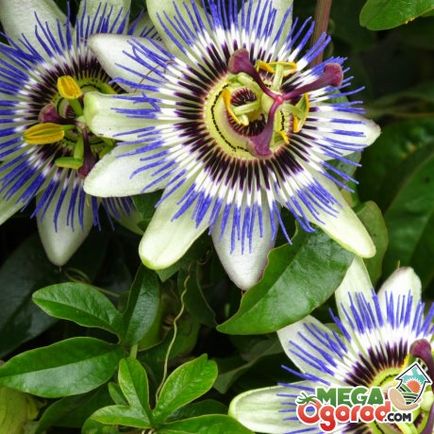 Passiflora albastru descriere, soiuri și particularități de creștere la domiciliu