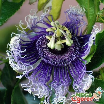 Passiflora albastru descriere, soiuri și particularități de creștere la domiciliu