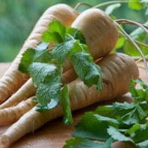 Pasternak - bun, rău, valoare nutritivă, compoziție, utilizare în medicina populară