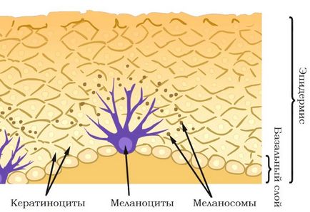 Átültetést melanociták - egy sikeres módon kezelni vitiligo