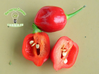 Pepper condimentat habanero roșu (semințe comerciale), Inspector Semkin