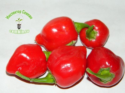 Pepper condimentat habanero roșu (semințe comerciale), Inspector Semkin