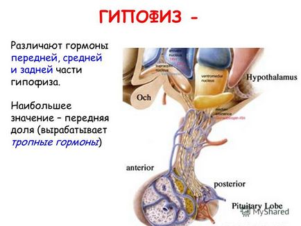 Nutriție pentru creier și starea de spirit (serotonină)