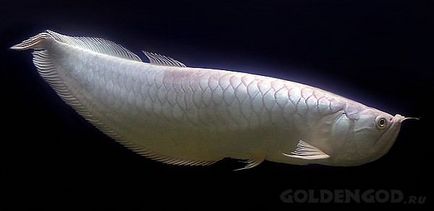 Platinum arovan (specie osteoglossum) - cel mai scump pește de acvariu