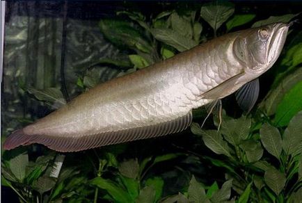 Платинова арована (osteoglossum species) - найдорожча акваріумна риба