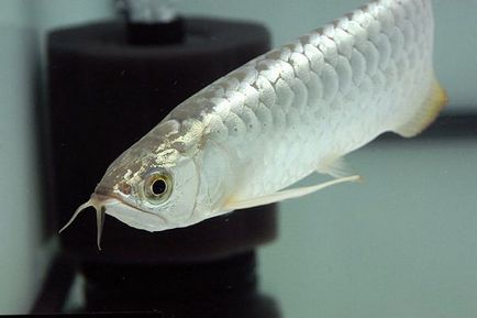 Платинова арована (osteoglossum species) - найдорожча акваріумна риба