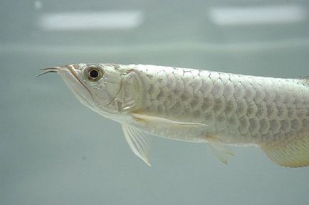 Platinum arovan (specie osteoglossum) - cel mai scump pește de acvariu