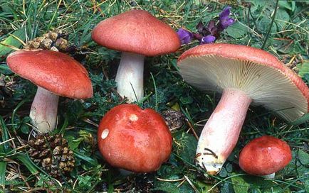 Чому гриб сироїжка так називається походження назви