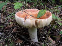 De ce este o russula numită o roșcată, este adevărat că un russule poate fi mâncat brut o sută de mii de ce?