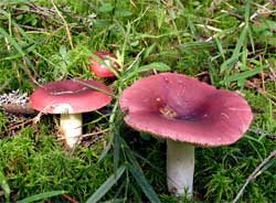 De ce este o russula numită o roșcată, este adevărat că un russule poate fi mâncat brut o sută de mii de ce?