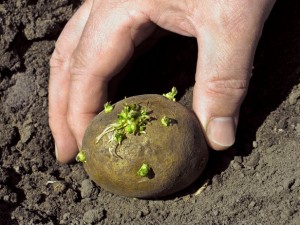 Грунт для картоплі і способи посадки картоплі в землю