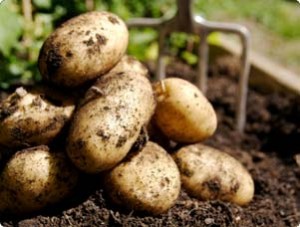 Грунт для картоплі і способи посадки картоплі в землю
