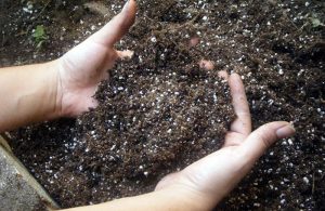 Solul pentru puieți de ardei cum să pregătească și să proceseze corect solul pentru plantare, cel mai bun