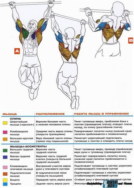 Підтягування широким хватом - техніка, особливості