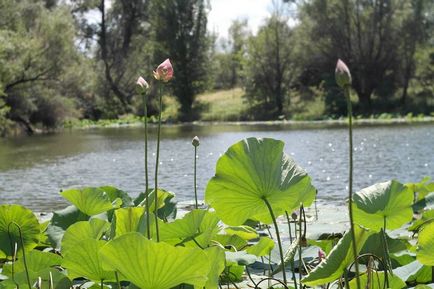 Közel Volgograd kivirágzott lótuszokat