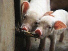 Поїлки для свиней своїми руками фото, креслення, оригінальні ідеї та відео матеріали по виготовленню
