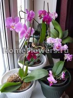 Îndepărtarea phalaenopsis - este rapid! Flori și plante de interior pe