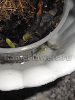 Îndepărtarea phalaenopsis - este rapid! Flori și plante de interior pe