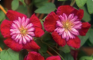 Plantarea și îngrijirea unei flori clematis în grădină și acasă