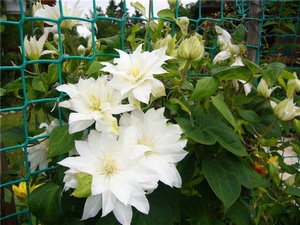 Plantarea și îngrijirea unei flori clematis în grădină și acasă