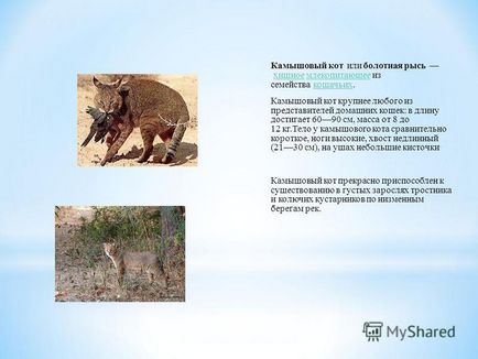 Prezentarea prezentării - cartea roșie a regiunii Astrakhan -