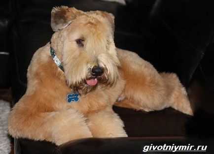 Wheaten Terrier Dog