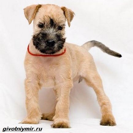 Wheaten Terrier Dog