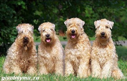 Wheaten Terrier Dog