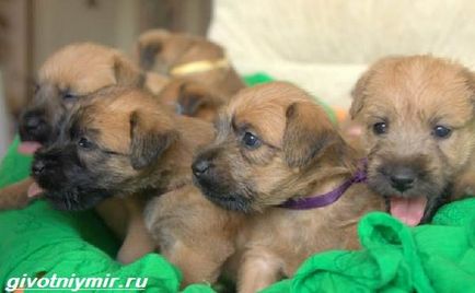 Wheaten Terrier Dog