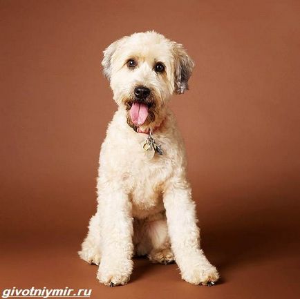 Wheaten Terrier Dog