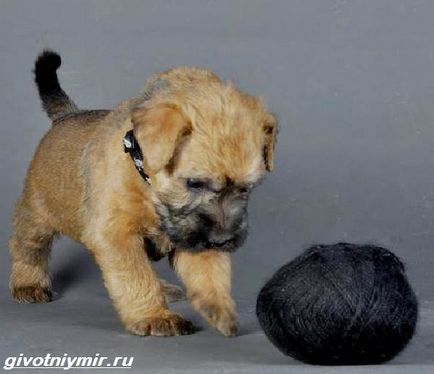 Wheaten Terrier Dog