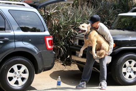 Ryan Gosling séta kutyával