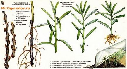 Reproducerea de cătină - descendenți, straturi, butași, altoire, semințe