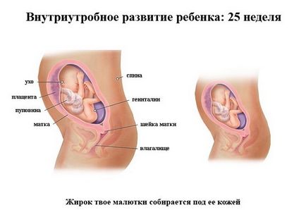 Dezvoltarea fetală pentru săptămâni de sarcină în imagini