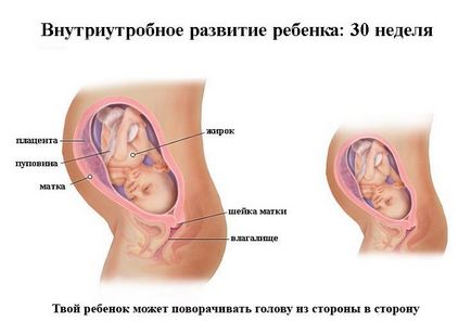 Dezvoltarea fetală pentru săptămâni de sarcină în imagini