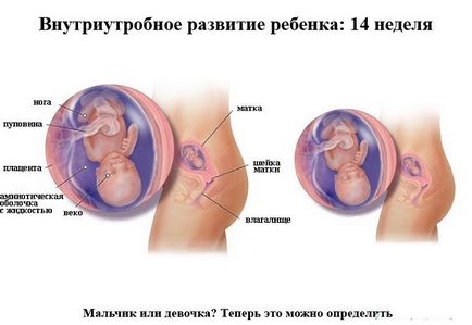 Dezvoltarea fetală pentru săptămâni de sarcină în imagini