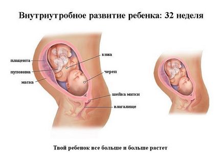 Dezvoltarea fetală pentru săptămâni de sarcină în imagini