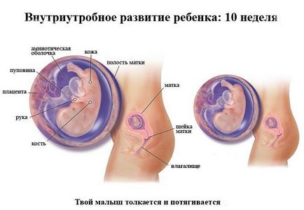 Dezvoltarea fetală pentru săptămâni de sarcină în imagini