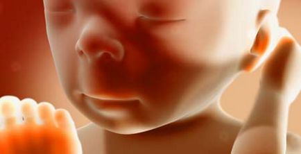 magzati fejlődés hétről hétre terhesség képek