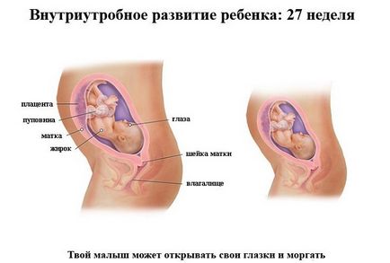 Dezvoltarea fetală pentru săptămâni de sarcină în imagini