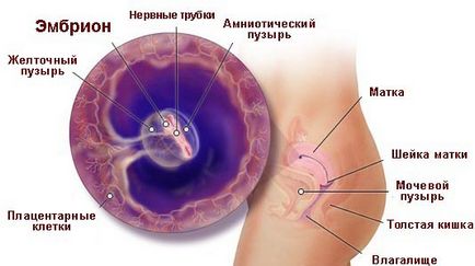 Dezvoltarea fetală pentru săptămâni de sarcină în imagini